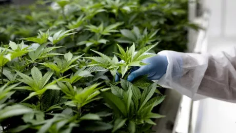 A cannabis facility worker inspects a plant.